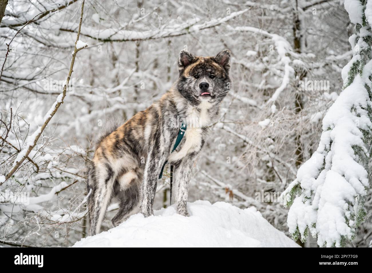 Chien Akita Inu avec fourrure grise debout sur un rocher avec de la neige pendant l'hiver, regardant l'appareil photo Banque D'Images