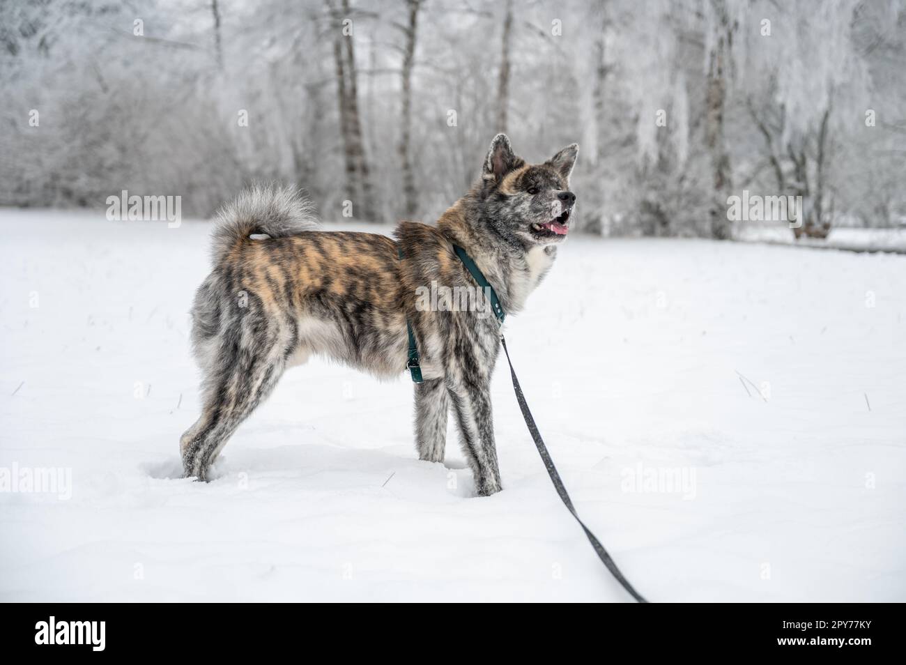 Le joli chien akita inu à fourrure d'orange grise est debout dans la neige pendant l'hiver Banque D'Images
