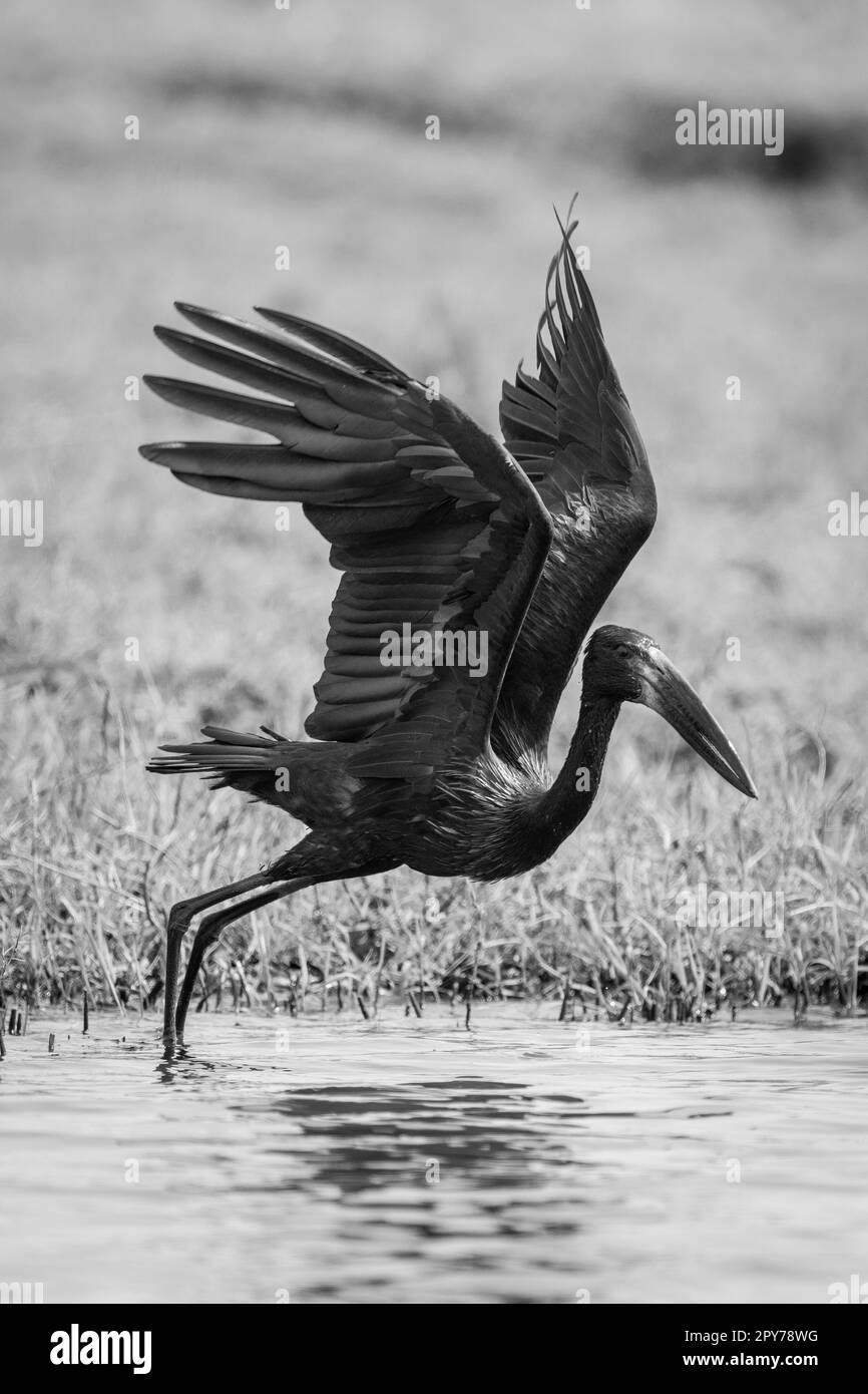 L'openbill mono-africain prend son enlarge Banque D'Images