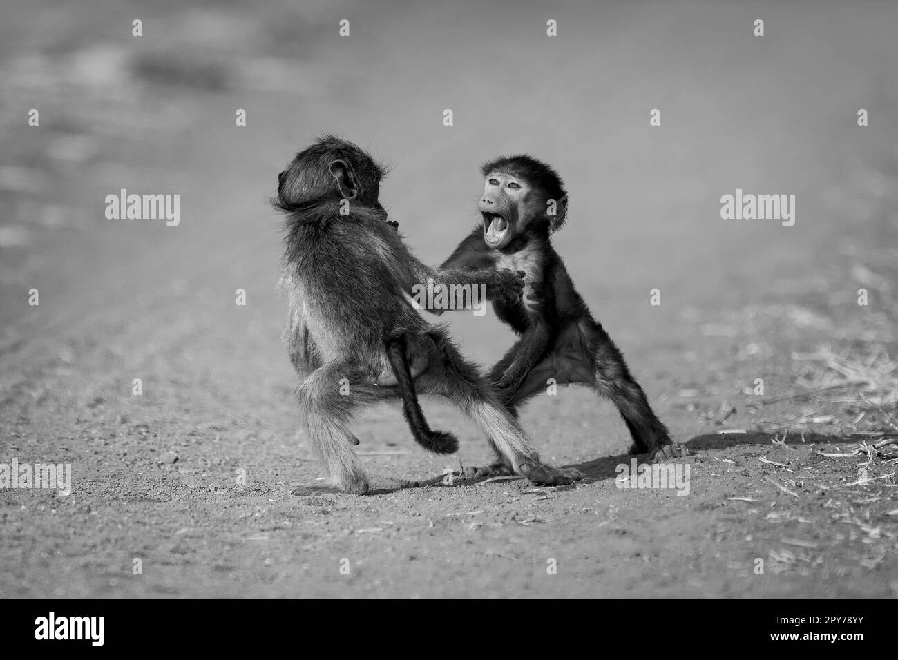 Les babouins de bébé noir et blanc jouent sur la piste Banque D'Images