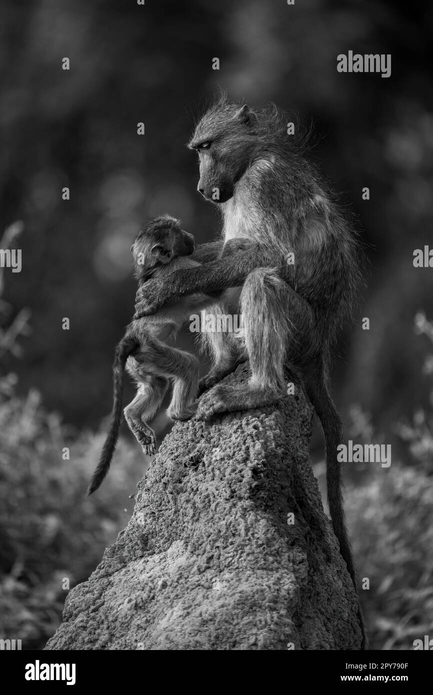 Mono chacma babouin rejoint la mère sur la plaie Banque D'Images