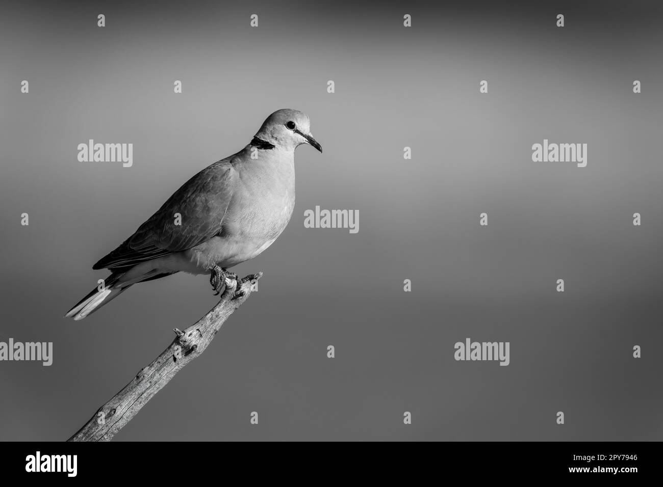 Colombe mono à col annulaire perchée dans une lumière dorée Banque D'Images