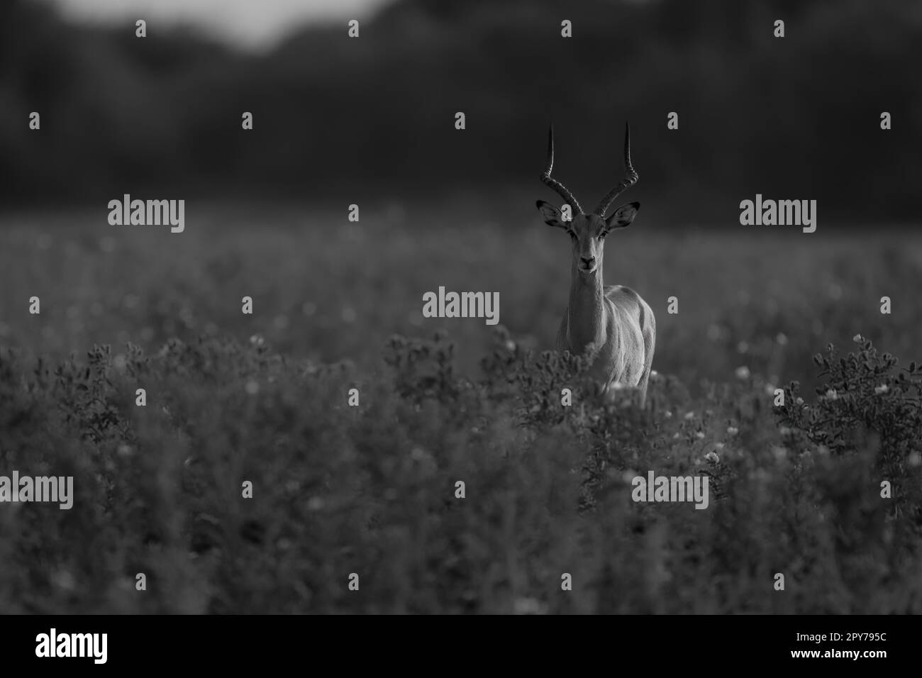 Peuplements d'impala monocommuns parmi les grandes plantes Banque D'Images
