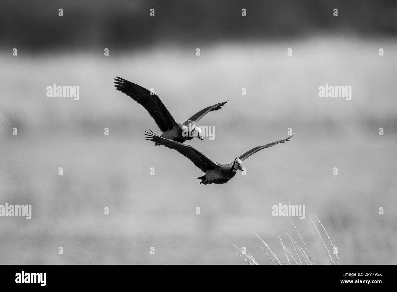 Mono deux canards sifflants à fond blanc volent le long de la rive Banque D'Images