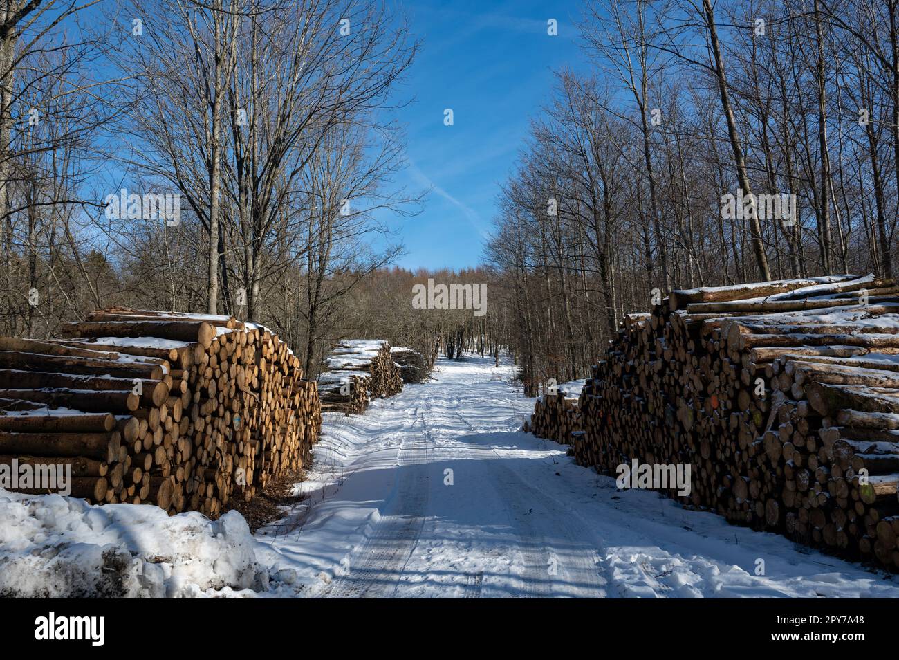 Une route de terre dans la neige avec plusieurs grands poteaux en bois dans la nature Banque D'Images