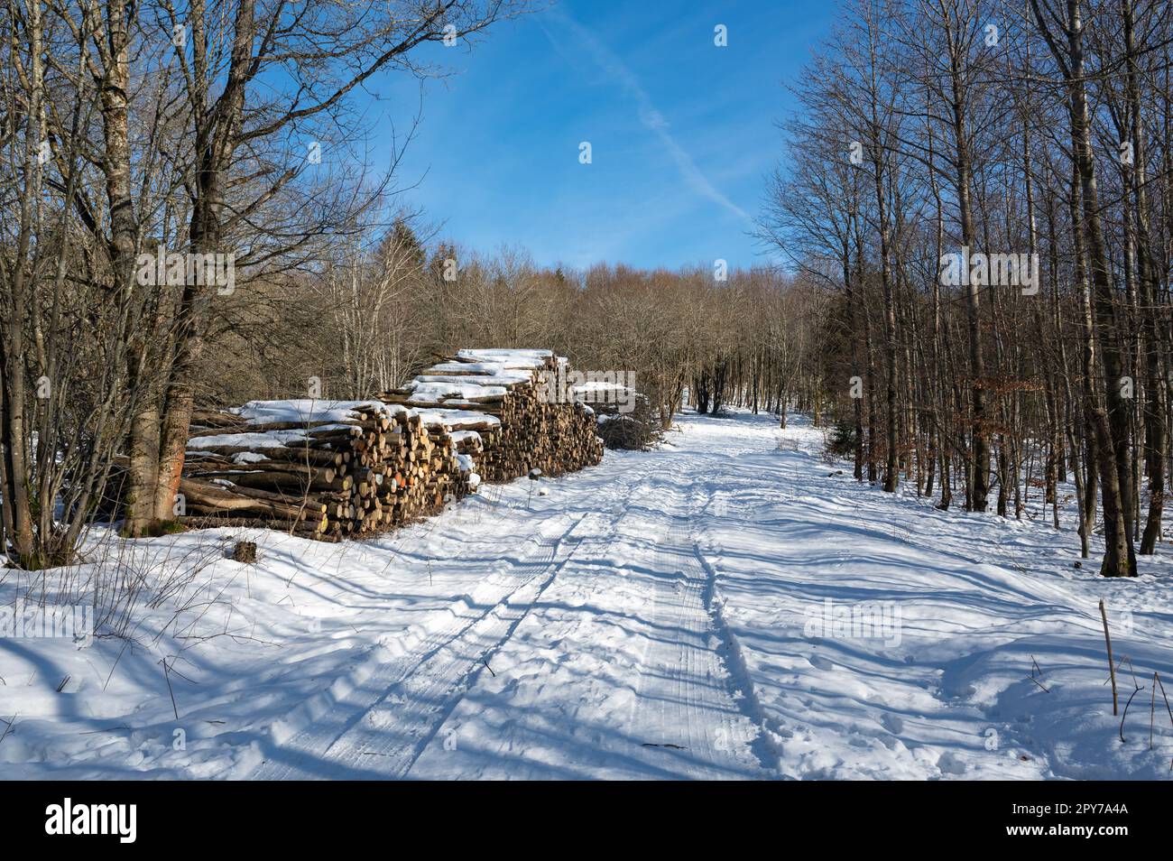 Chemin dans la neige avec plusieurs grands poteaux en bois dans la nature Banque D'Images