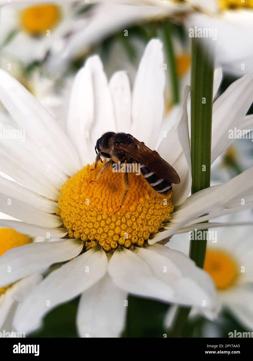 Abeille terre sur une fleur de camomille Banque D'Images