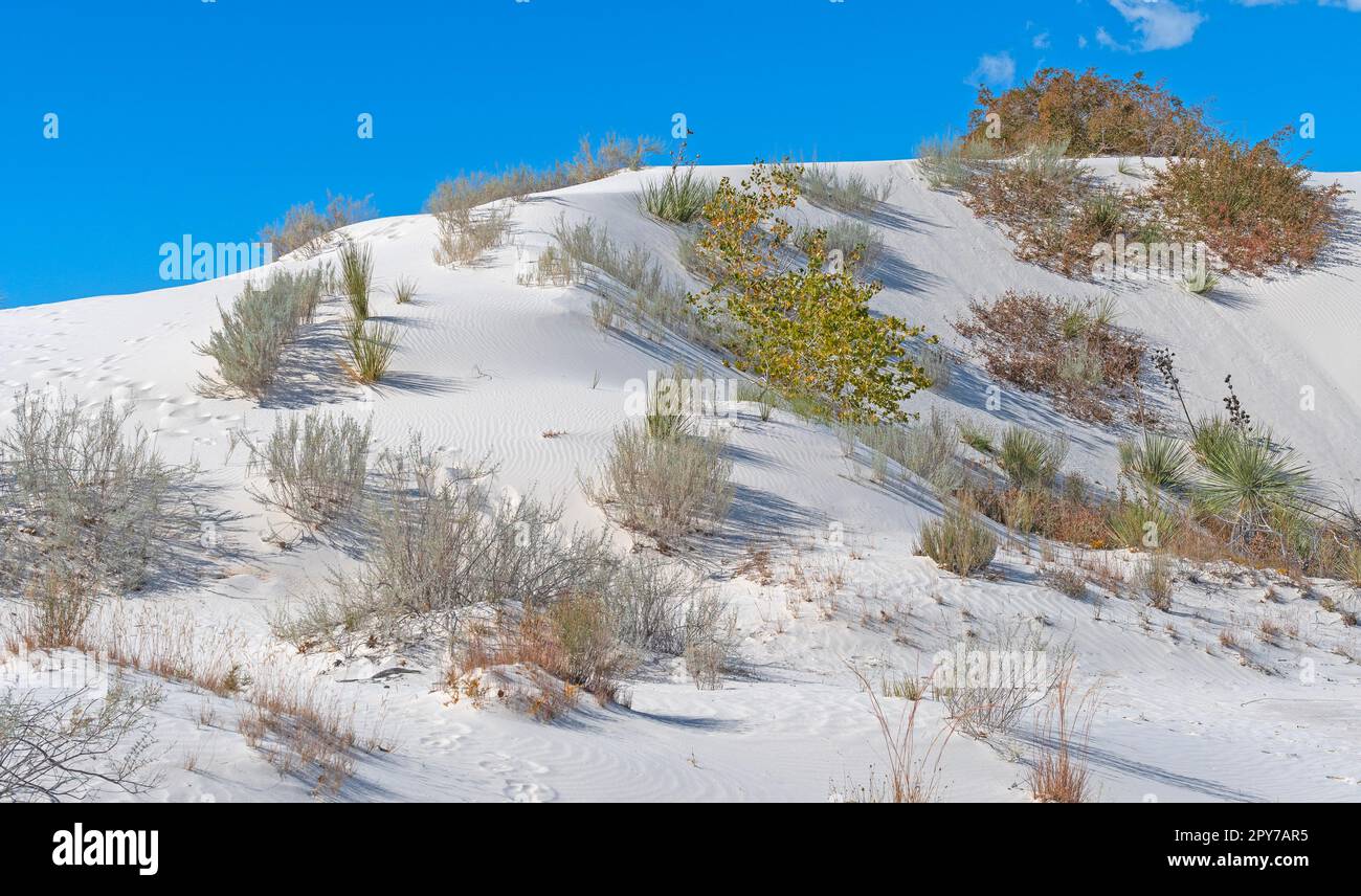 Exposition de plantes du désert dans les sables blancs Banque D'Images