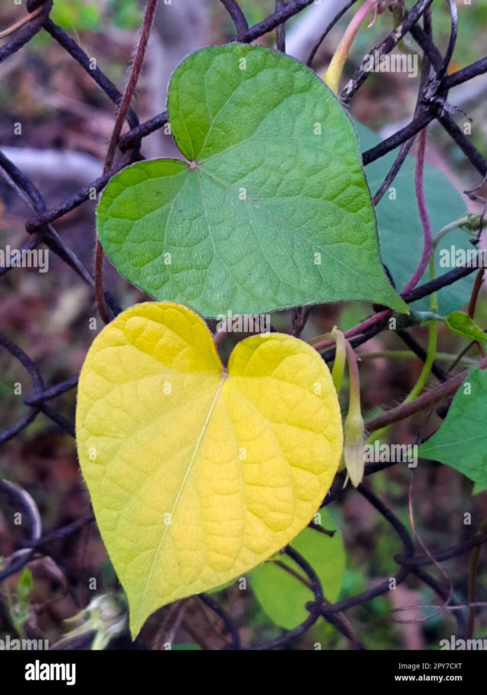 Feuilles sous forme de cœur sur une grille métallique Banque D'Images