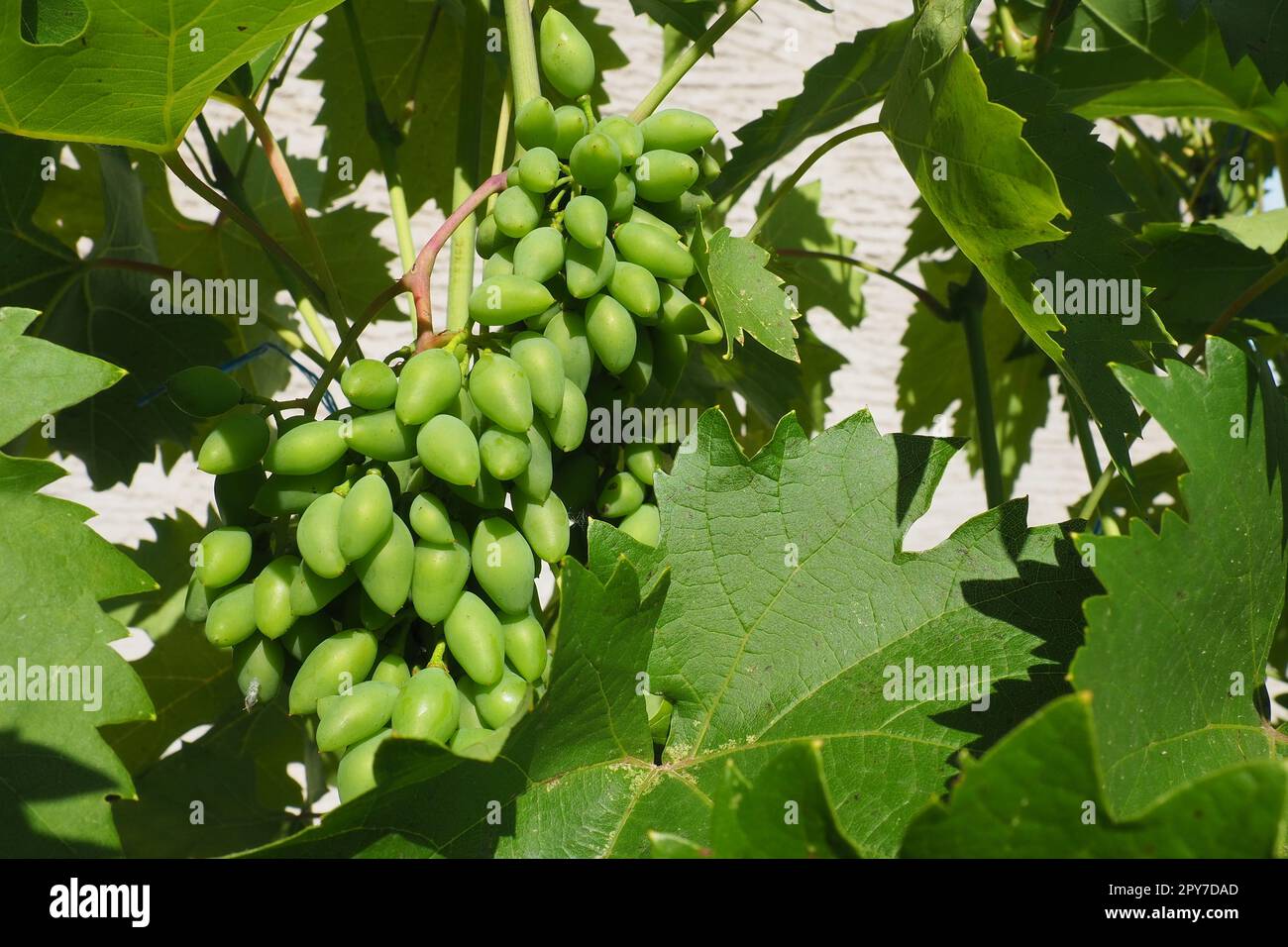 Les jeunes raisins verts pendent sur les branches de la vigne. Les raisins non mûrs comme culture future. Maladies des plantes. Feuilles de raisin vert. Serbie, Voïvodine, Sremska Mitrovica. Vinification en Serbie Banque D'Images