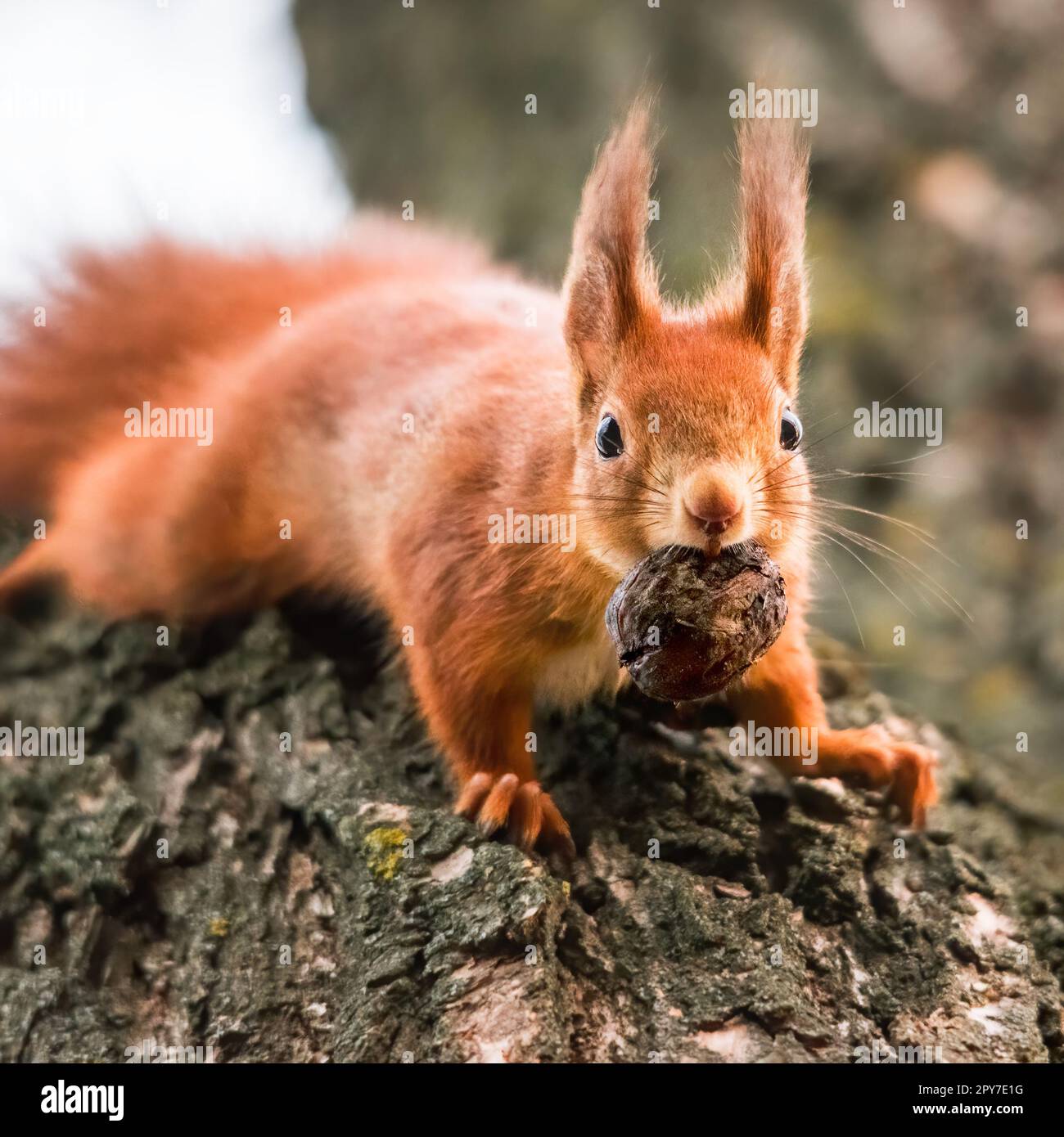 Écureuil sauvage capturé dans un froid ensoleillé jour d'automne, l'écureuil mignon drôle est sur l'arbre dans le parc d'automne. Nature colorée, concept de la saison d'automne Banque D'Images