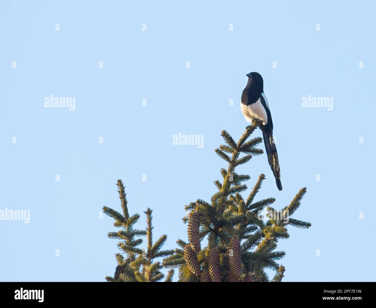 Magpie avec un bec ouvert au-dessus d'un pin dans un jardin Banque D'Images