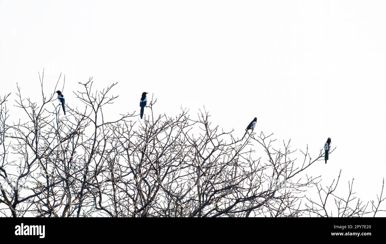 Les magpies s'assoient sur le sommet d'un arbre, puis s'envolent (Pica pica) Banque D'Images