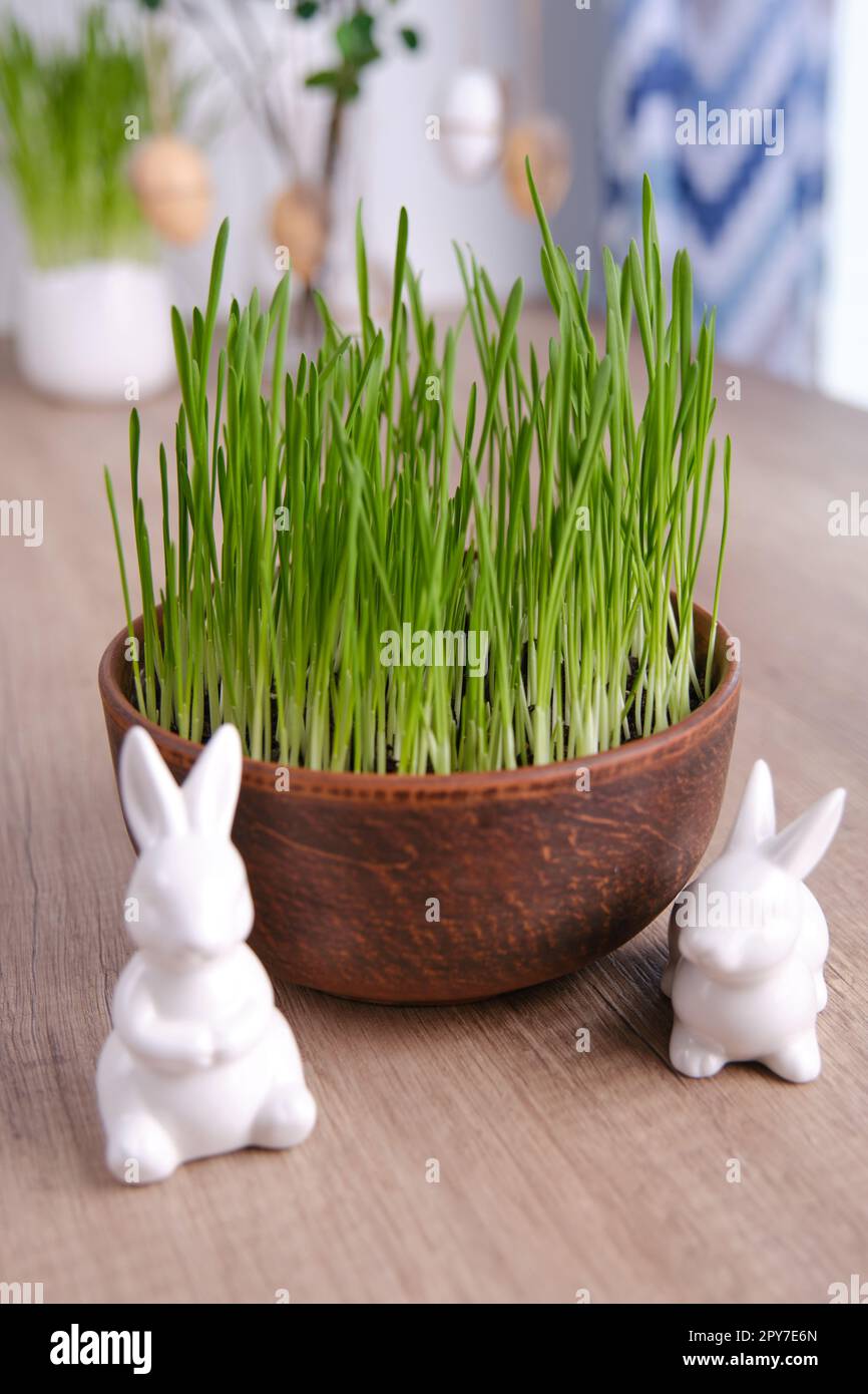 Décoration de pâques maison.Avoine verte, lapins décoratifs et œufs Banque D'Images