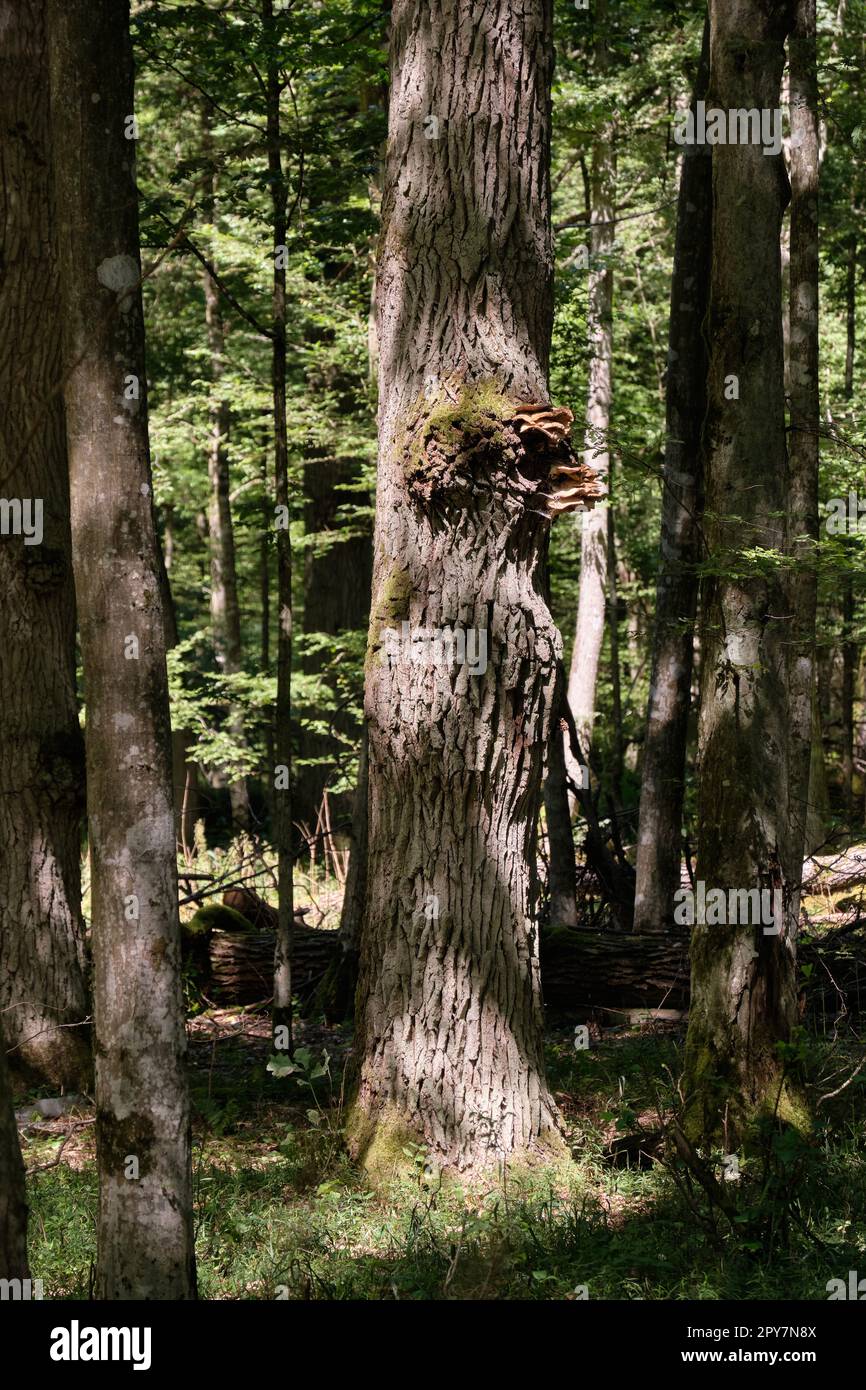 Vieux chêne treee avec champignons au soleil d'été Banque D'Images