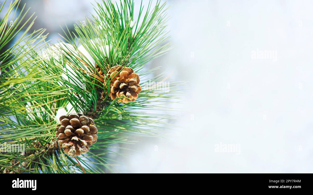 Gros plan du cône de pin sur le brunch du sapin sous la neige. Design de bannière de vacances d'hiver avec espace de copie. Noël et nouvel an saisonnier arrière-plan de Noël. Banque D'Images