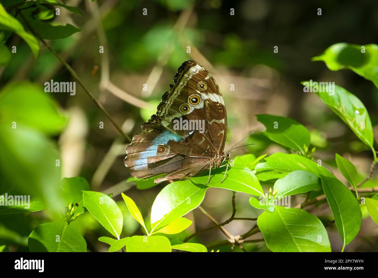 Beau marron marqué, bleu papillon perché sur des feuilles vertes dans le soleil et l'ombre, Pantanal Wetlands, Mato Grosso, Brésil Banque D'Images