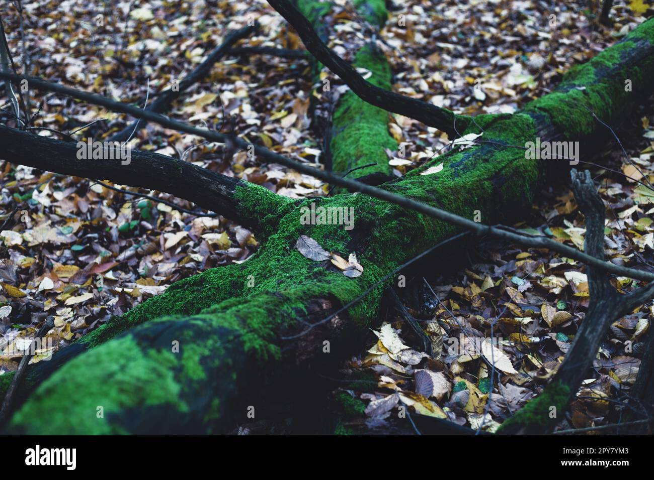 Arbre en mousse dans la forêt Banque D'Images