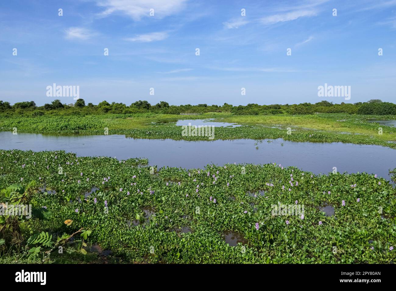 Vue sur un lagon avec des plantes aquatiques au soleil qui serpentent à travers les zones humides du Pantanal, Mato Grosso, Brésil Banque D'Images