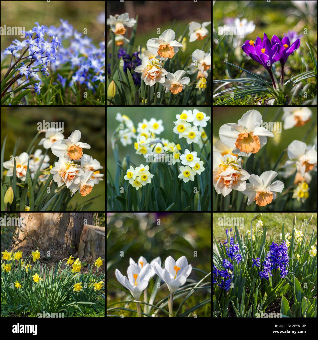 fleurs printanières dans le jardin - narcisse, crocus et fleurs de jacinthe - collage Banque D'Images