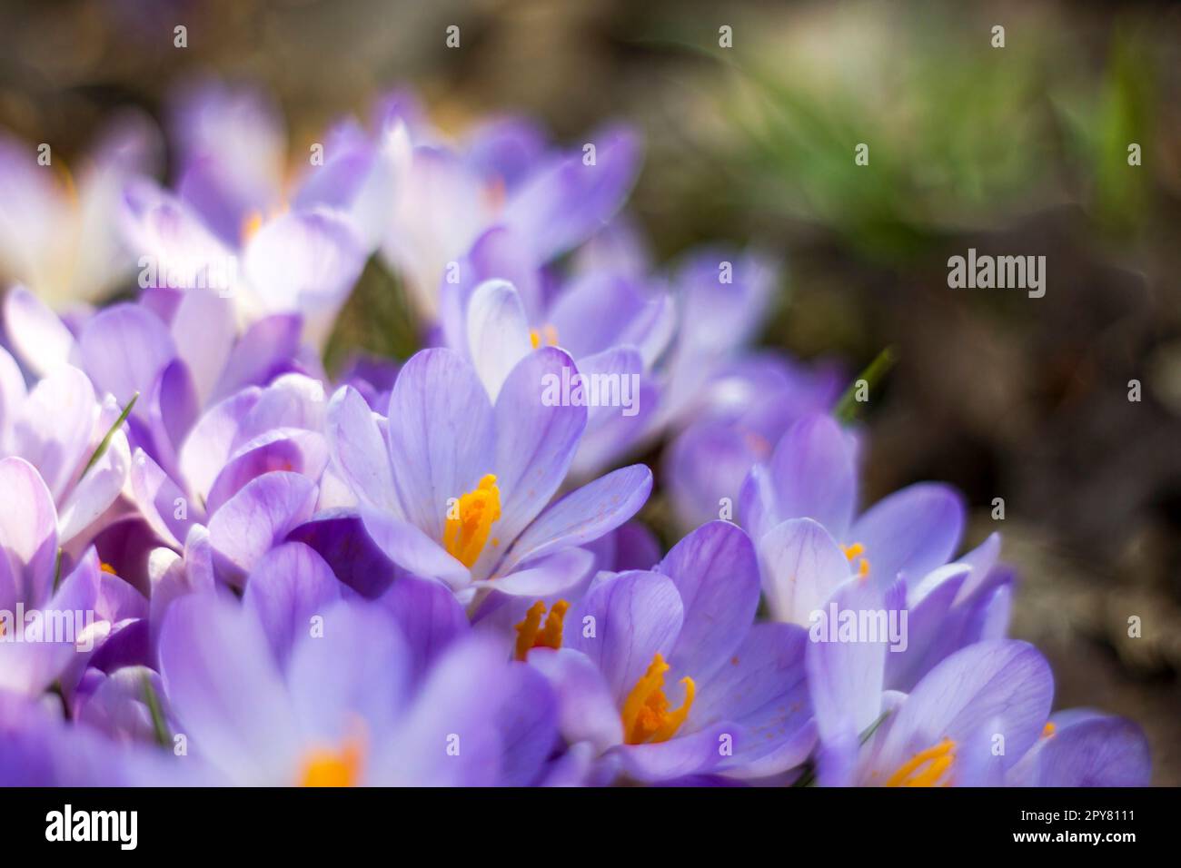 fleurs de crocus dans le jardin - fleurs de printemps Banque D'Images