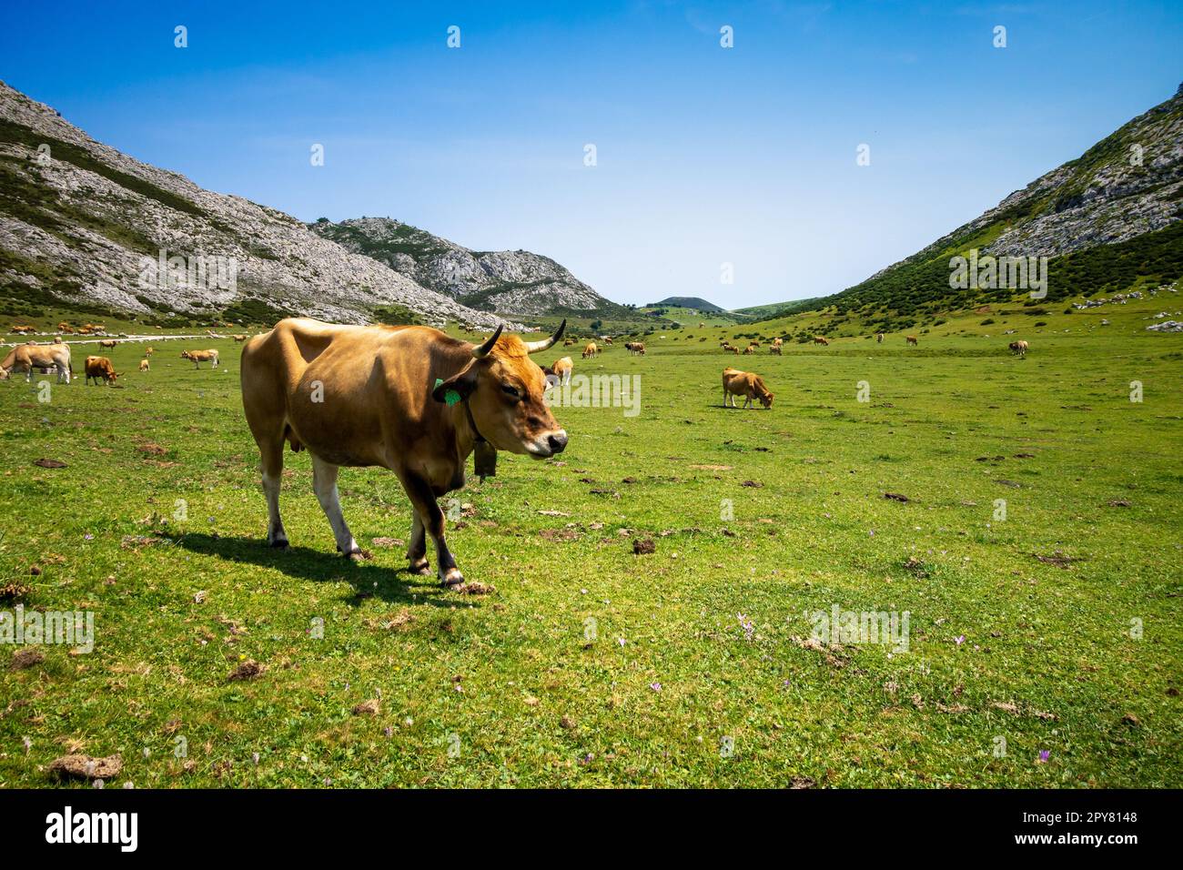 Vaches autour des lacs de Covadonga, Picos de Europa, Asturies, Espagne Banque D'Images