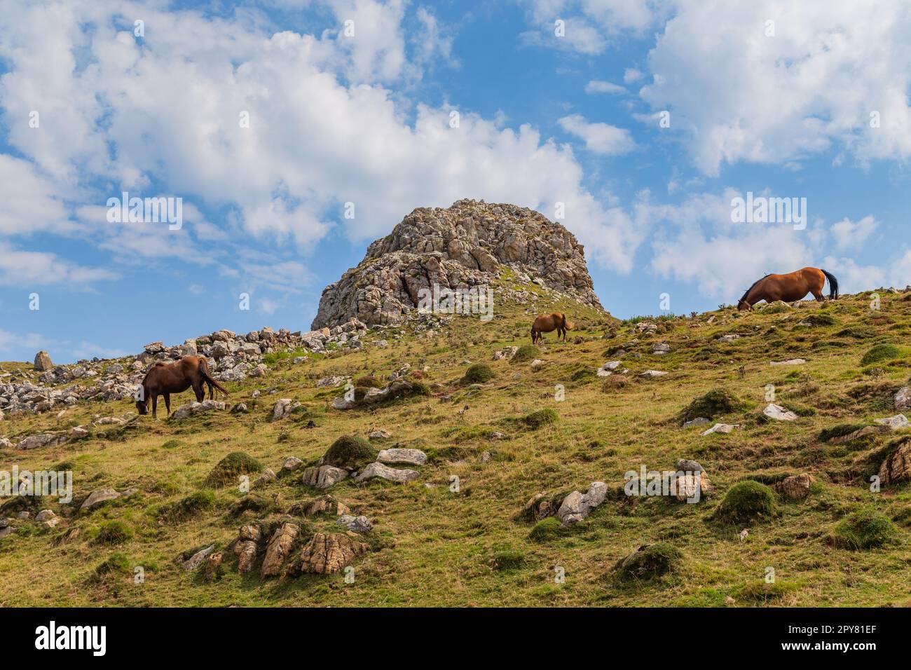 chevaux à la montagne Banque D'Images