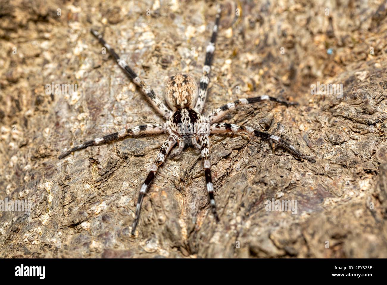 Araignée errante ornementale (Viridasius fasciatus), Kivalo Banque D'Images