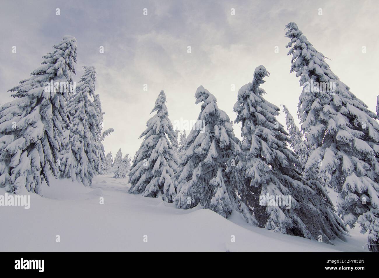 Grands conifères en hiver paysage merveilleux photo Banque D'Images