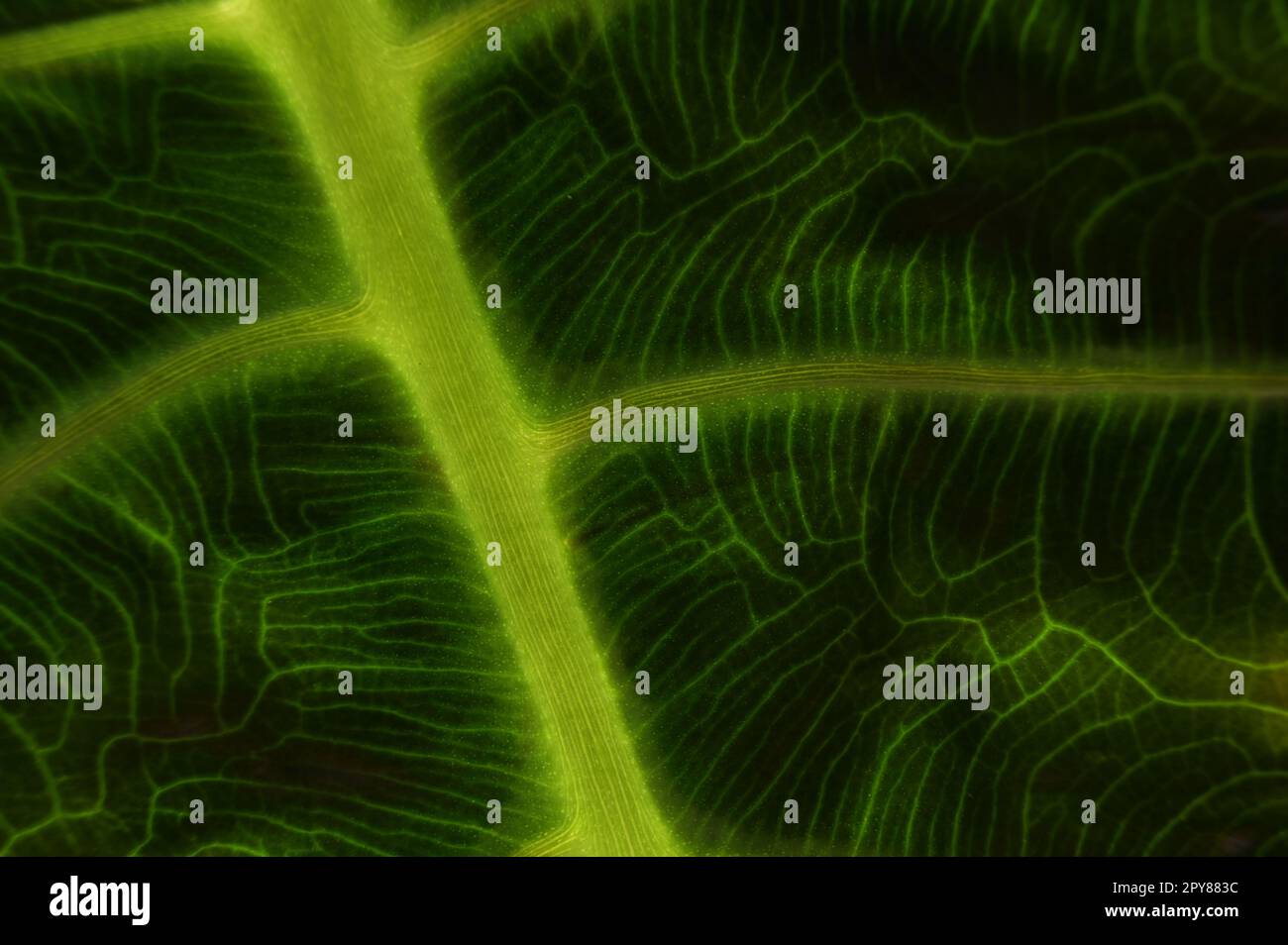 Photo macro d'une feuille d'alocasie verte montrant ses vains Banque D'Images