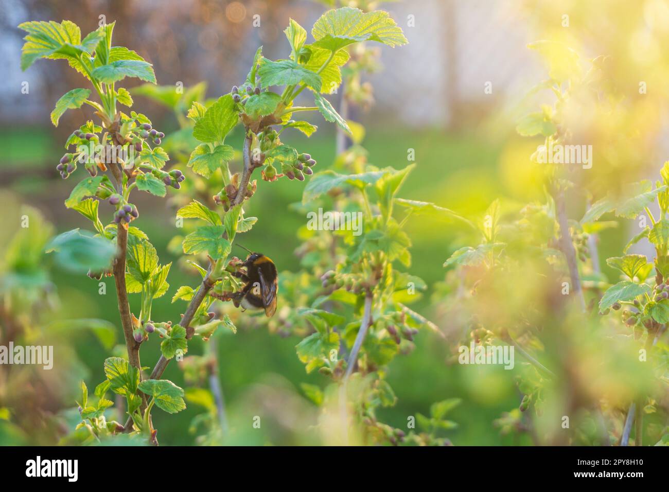 Sprout et bourgeons de Black Currant ou Ribes nigrum en Sring. Jeunes feuilles vertes, pollinisation des fleurs des bourdons. Banque D'Images