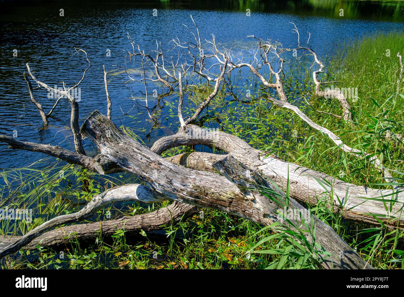 Squelette d'un vieux arbre tombé et abîmé au soleil, au bord de Pølsesø, dans la zone forestière d'Almindingen, sur l'île de Bornholm, au Danemark. Banque D'Images