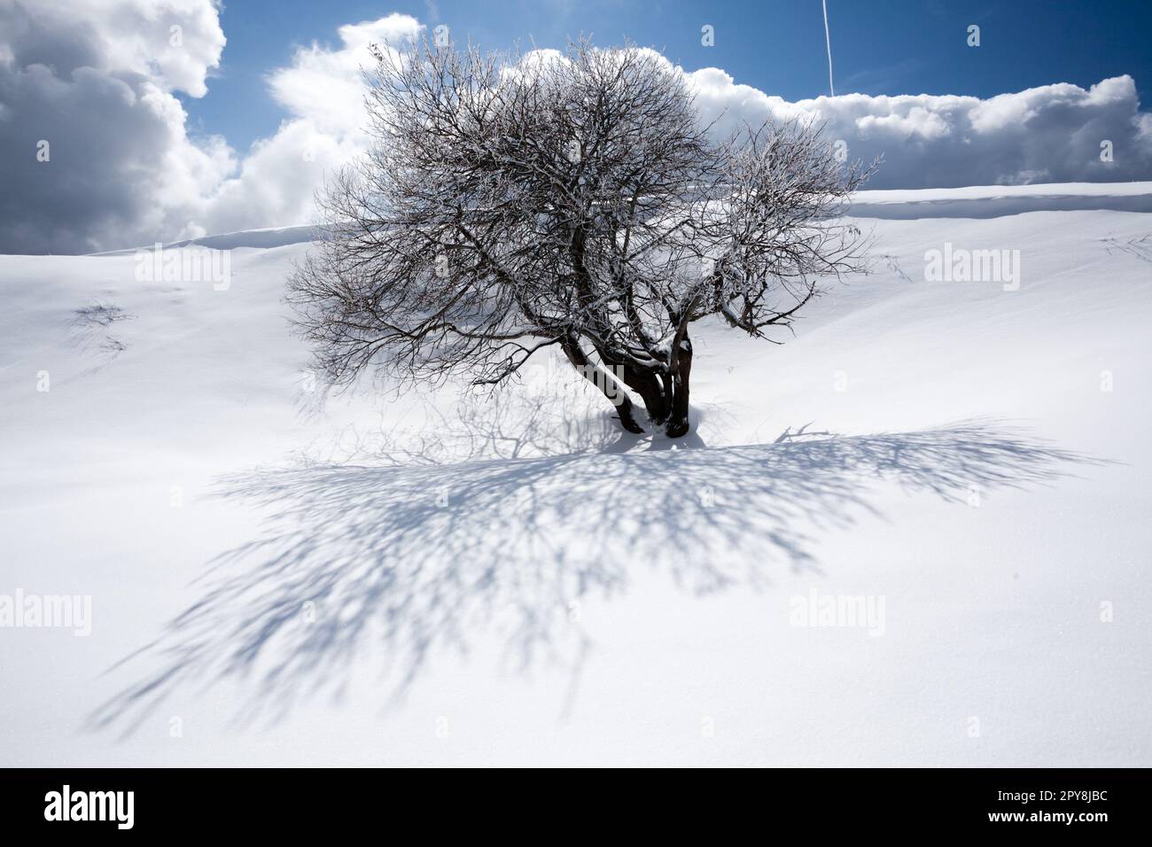 Paysage d'hiver, arbre isolé recouvert de neige Banque D'Images