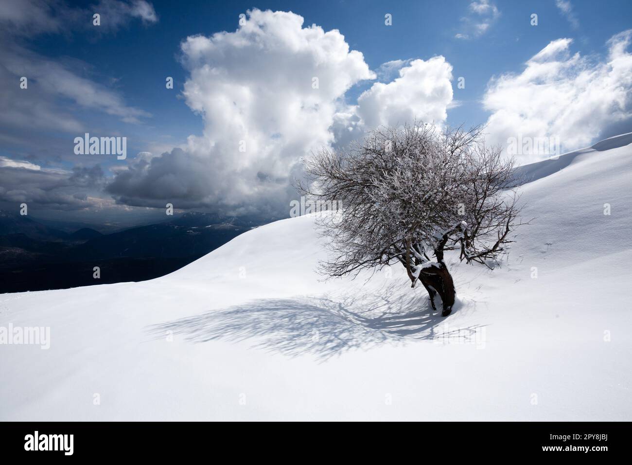 Paysage d'hiver, arbre isolé recouvert de neige Banque D'Images