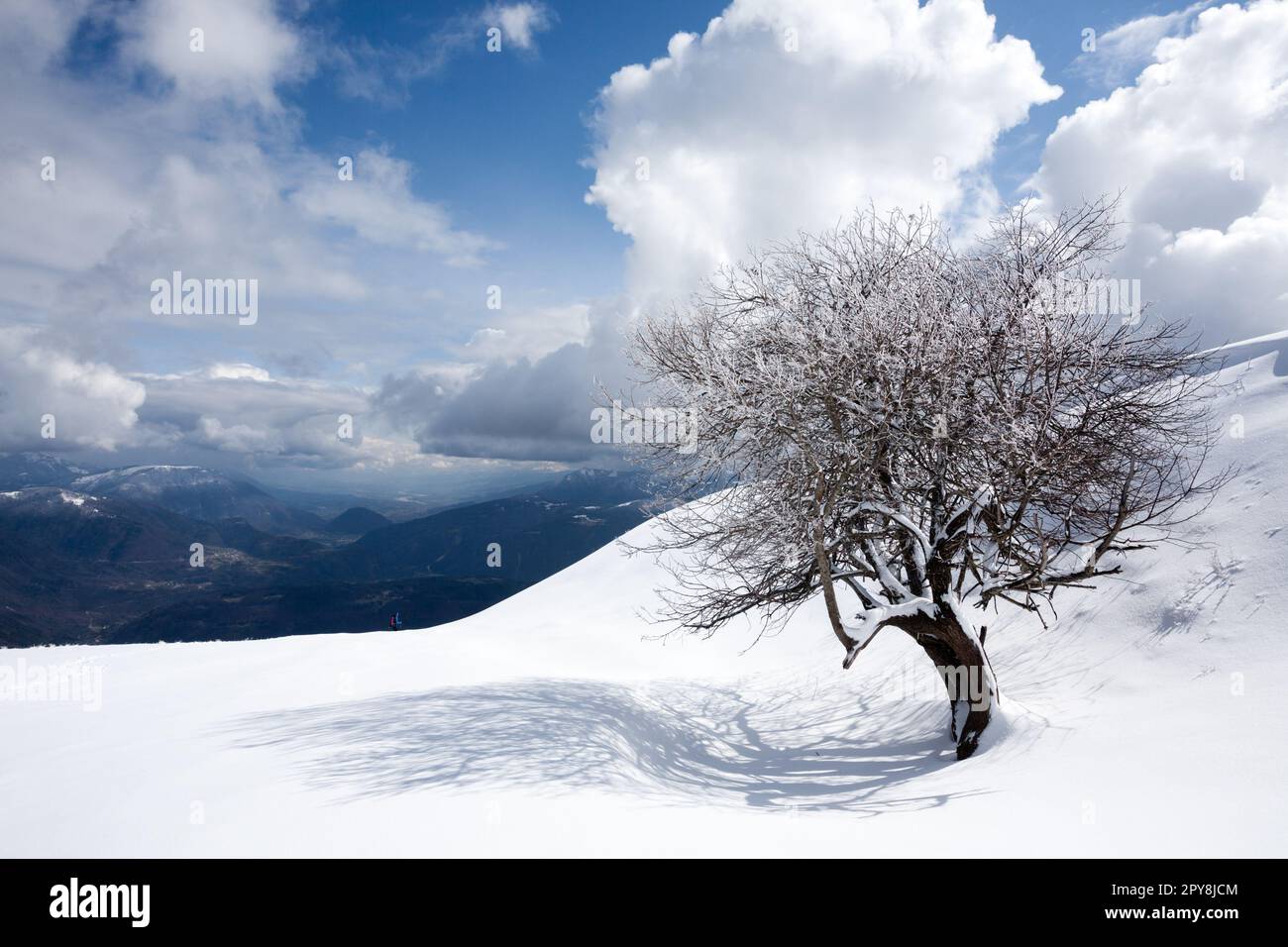 Paysage d'hiver, arbre isolé recouvert de neige Banque D'Images