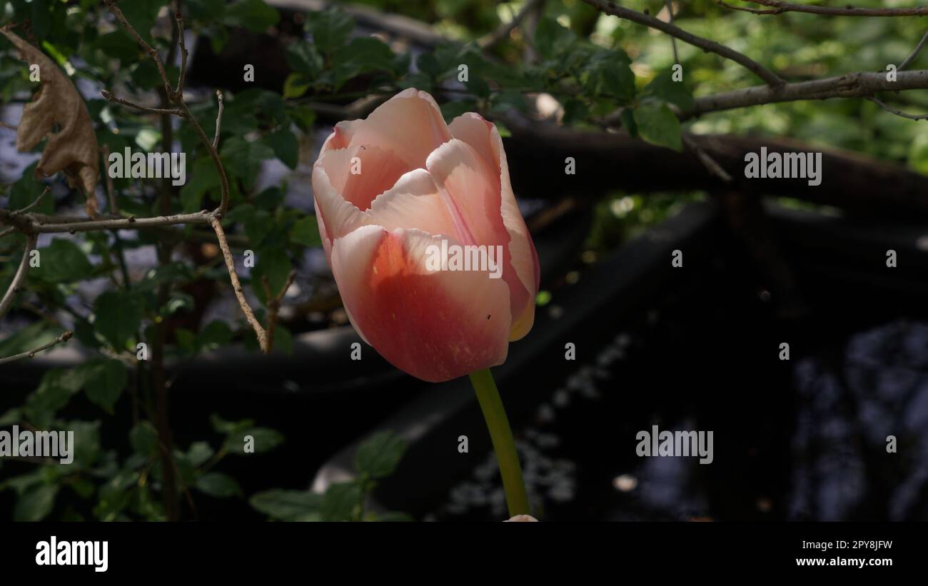 Tulipe rose dans le jardin à la lumière douce du soleil. Banque D'Images