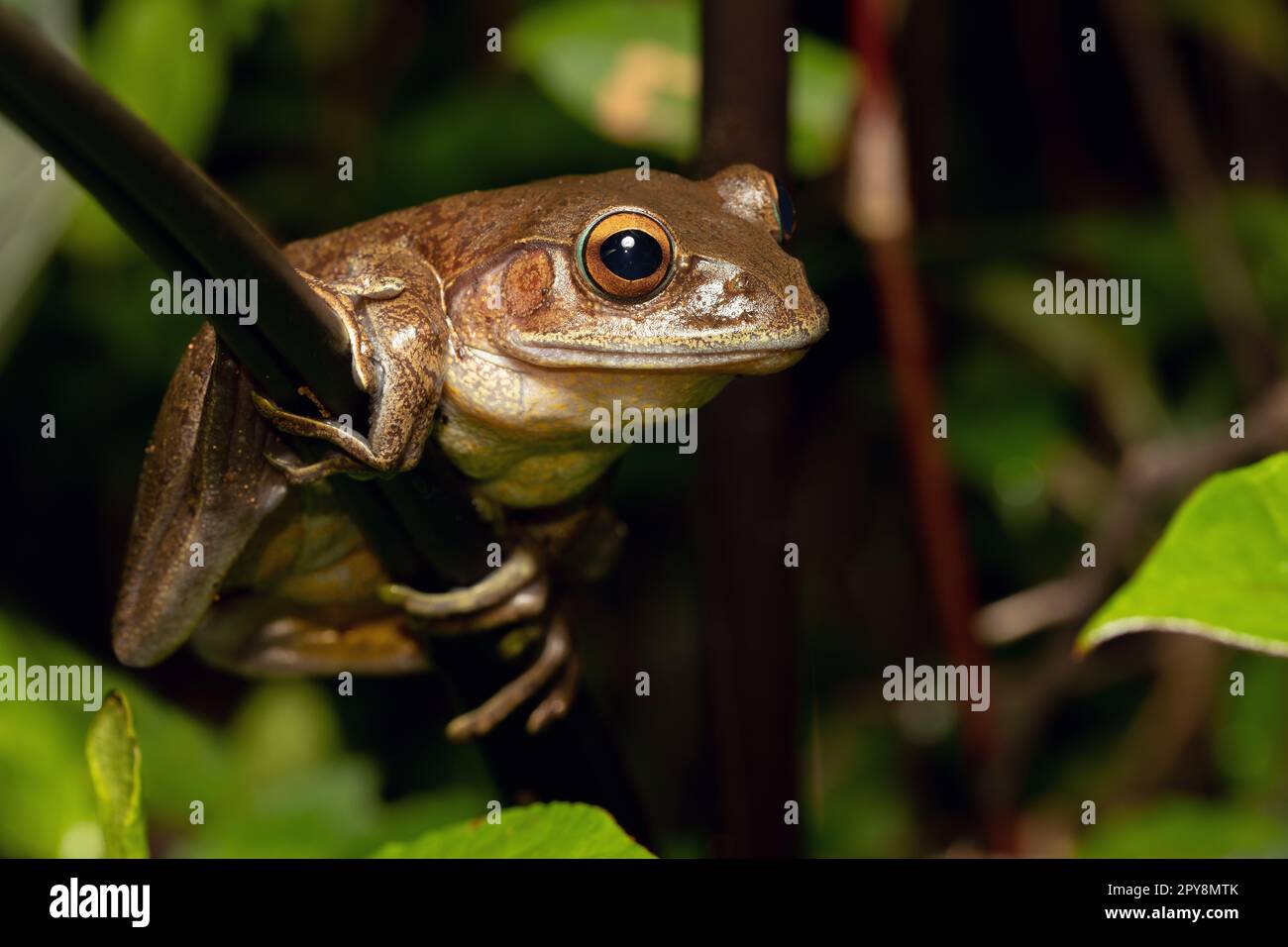 Treefrog malgache, Boophis madagascariensis, grenouille du parc national d'Andasibe-Mantadia, faune malgache Banque D'Images