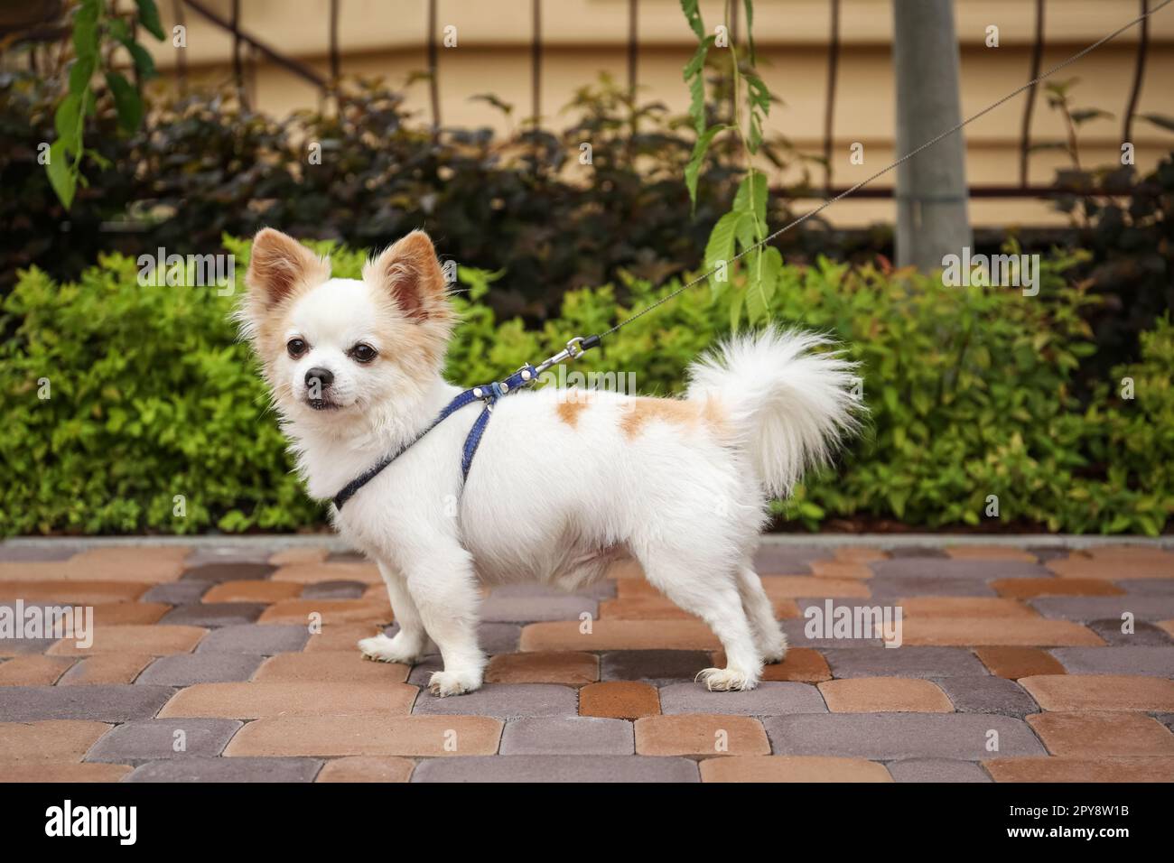 Mignon Chihuahua avec laisse sur la passerelle à l'extérieur. Chien marchant Banque D'Images