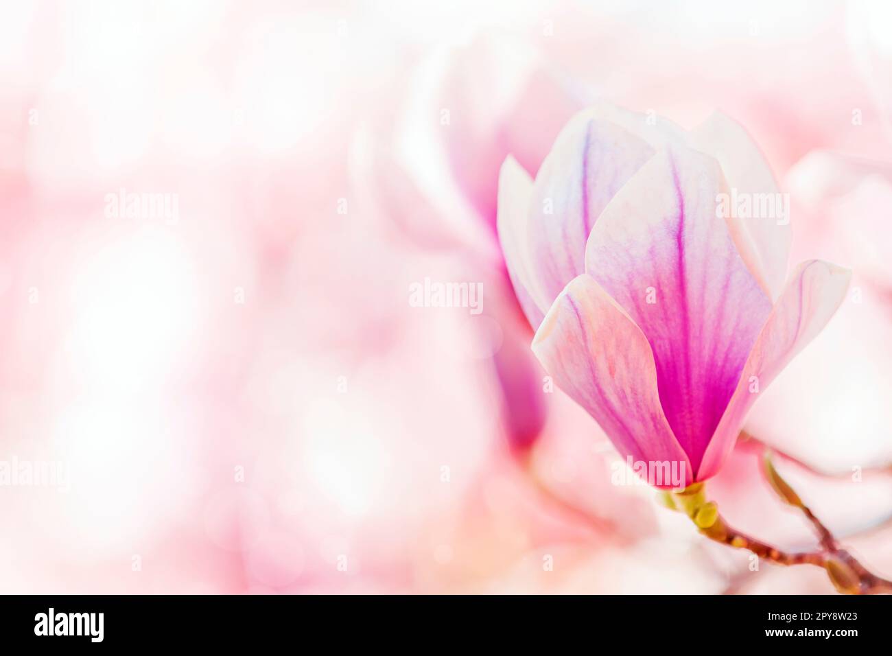 Belles fleurs de magnolia sur fond flou avec effet bokeh Banque D'Images