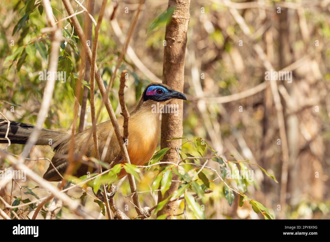 Oiseau géant Coua, Coua gigas, Forêt de Kirindy, Madagascar Banque D'Images