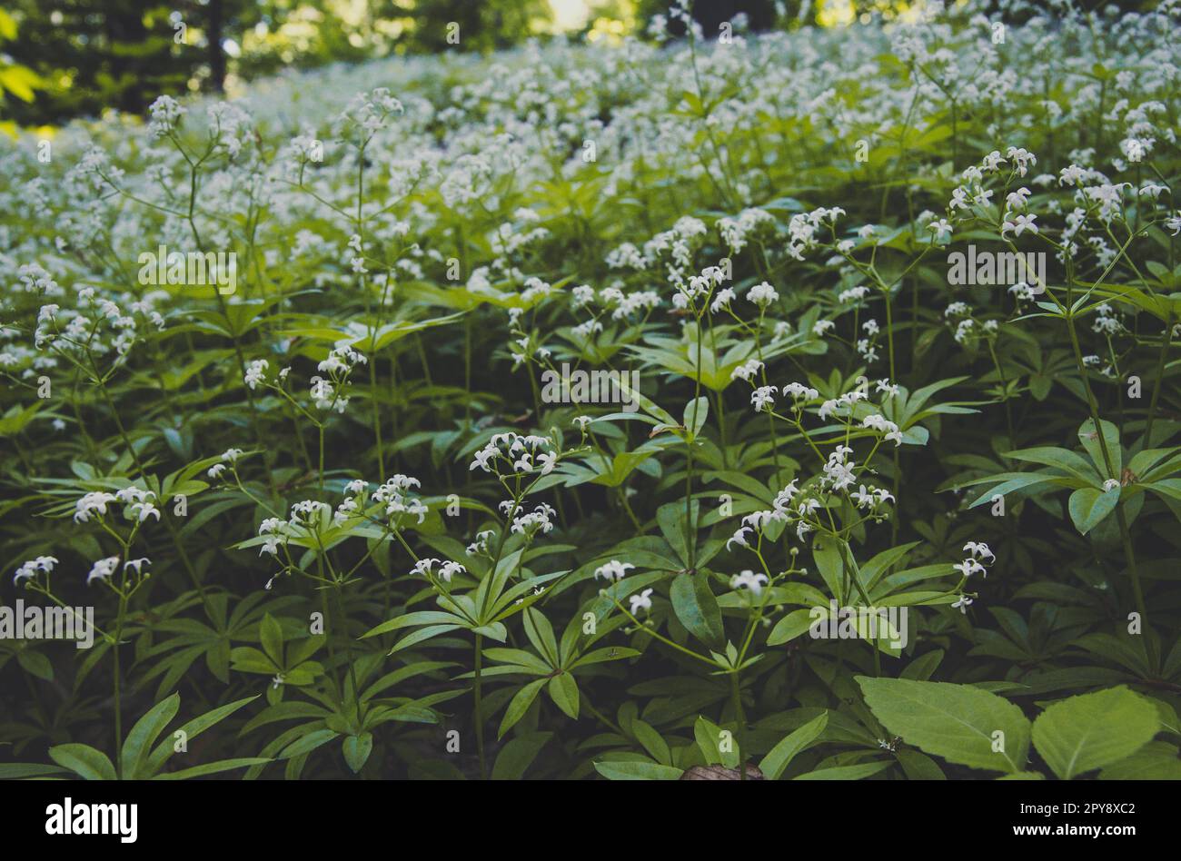 Gros plan magie de fleurs Sweet Woodruff herbes concept photo Banque D'Images