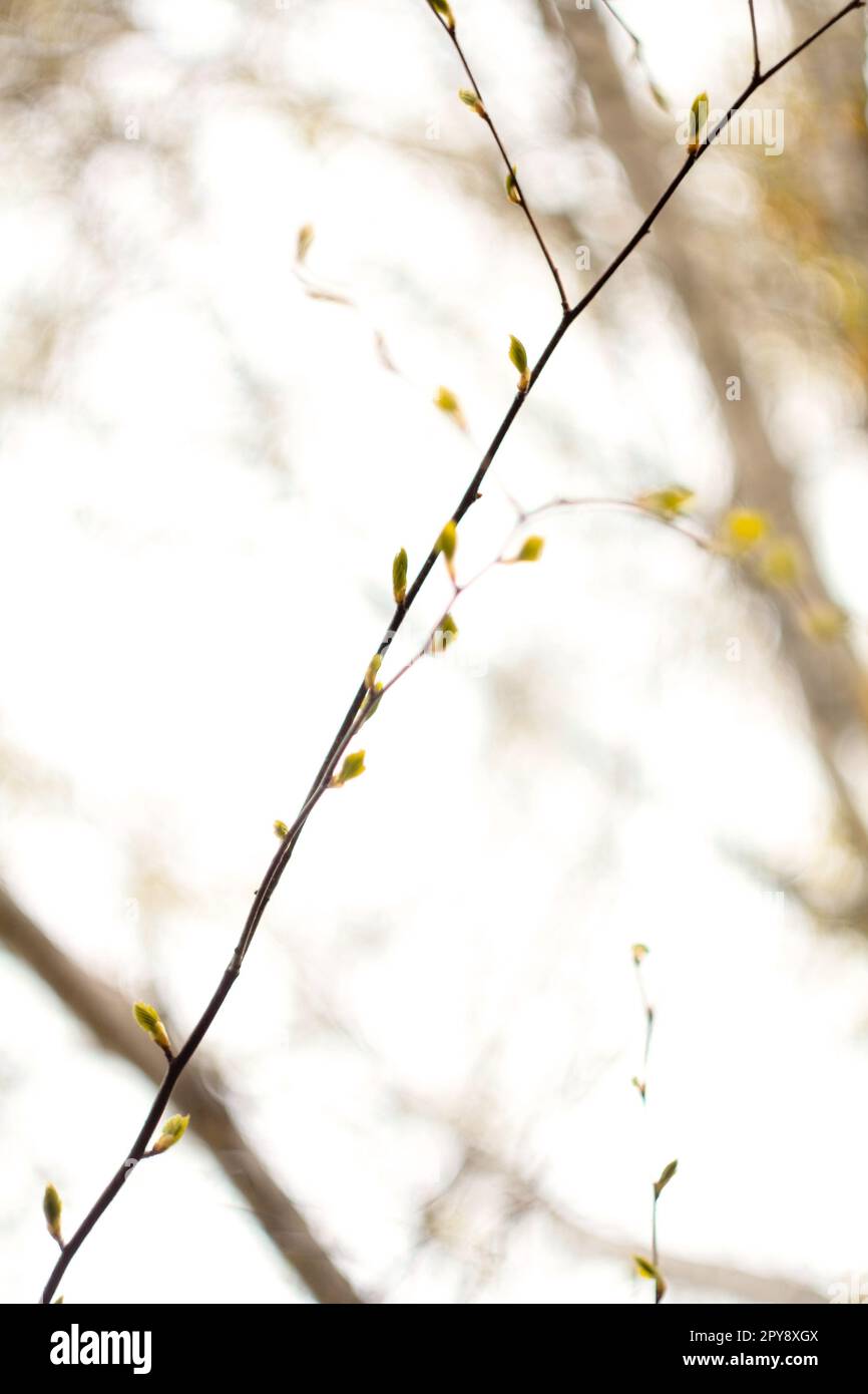 Gros plan sur une petite branche avec des bourgeons dans une photo concept lumière du jour Banque D'Images