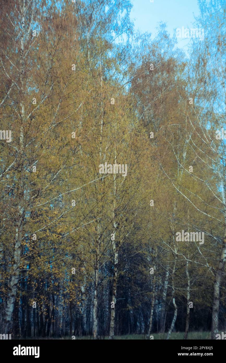 Bouleau arbres en automne paysage photo Banque D'Images