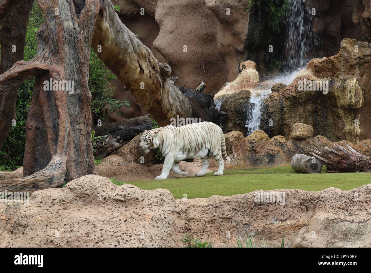 Tigre blanc à Loro Park , Loro Parque, Tenerife, Iles Canaries, Espagne Banque D'Images