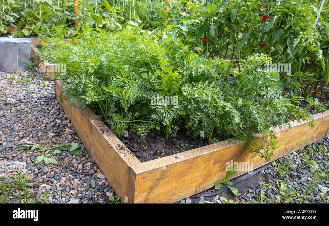 Culture de légumes sur un lit en bois surélevé dans le jardin de l'arrière-cour, concept de culture de légumes Banque D'Images