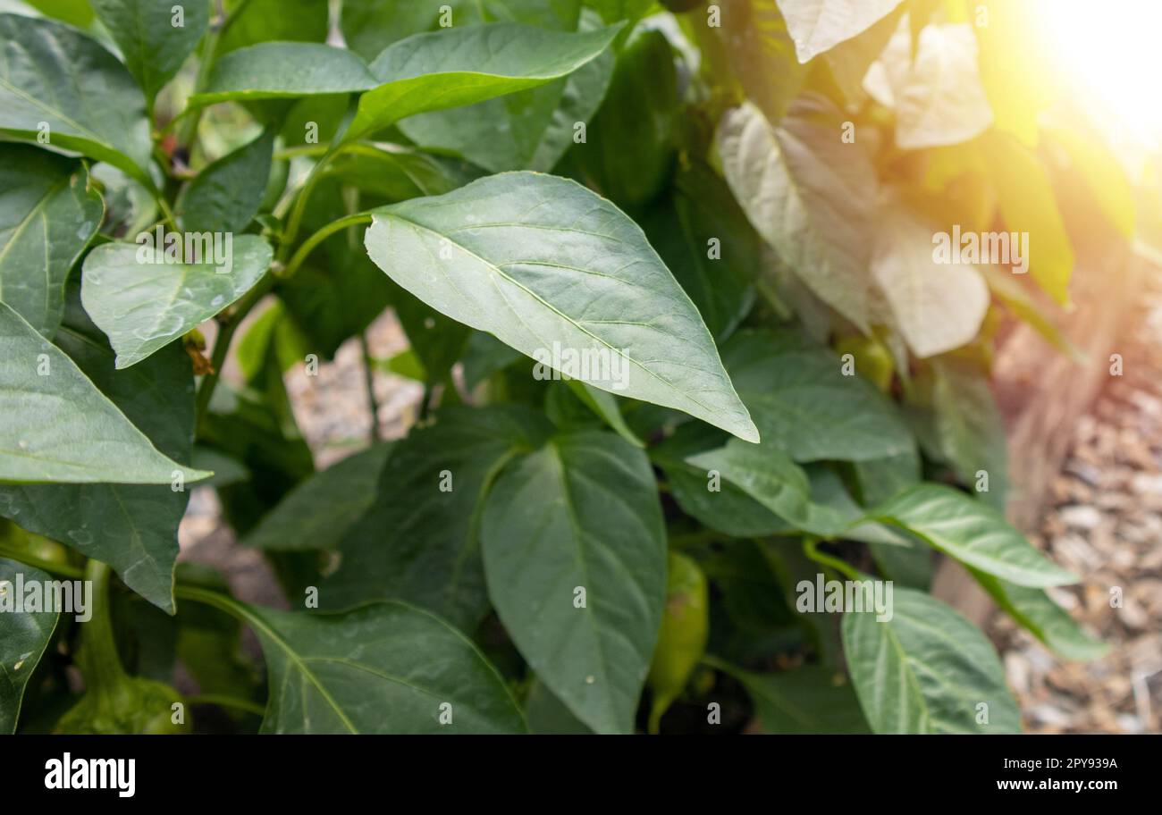 Jeunes plants de poivron avec des feuilles vertes poussant en été dans le jardin dans la serre. Le concept de la culture de légumes biologiques, éblouissement du soleil et reflets Banque D'Images