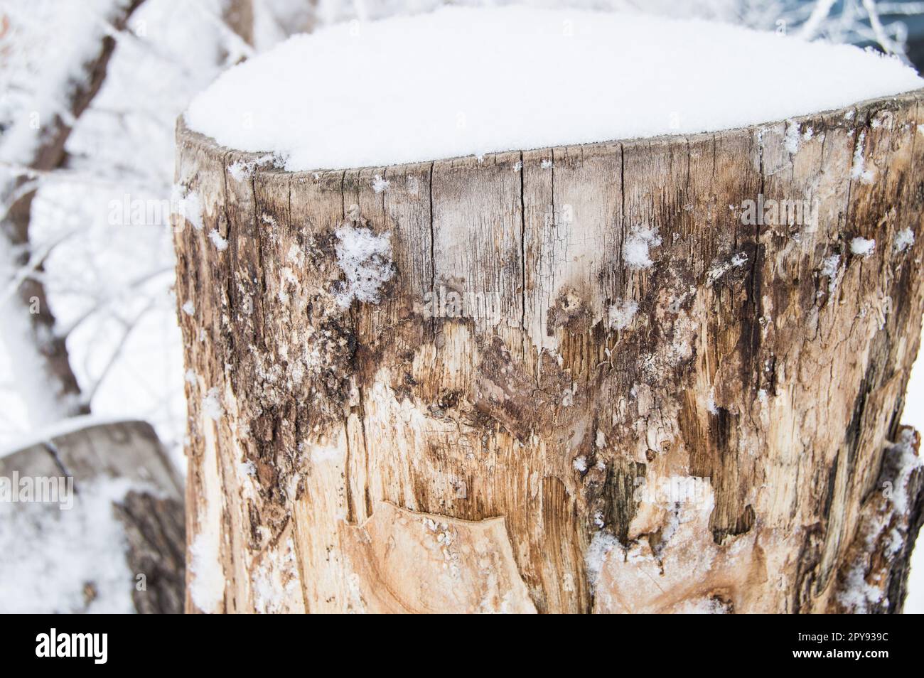 Vieille souche d'arbre recouverte de neige en forêt d'hiver, garez-vous par temps froid Banque D'Images