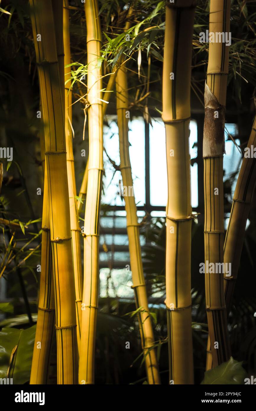 Gros plan des plantes de bambou dans le jardin botanique concept photo Banque D'Images