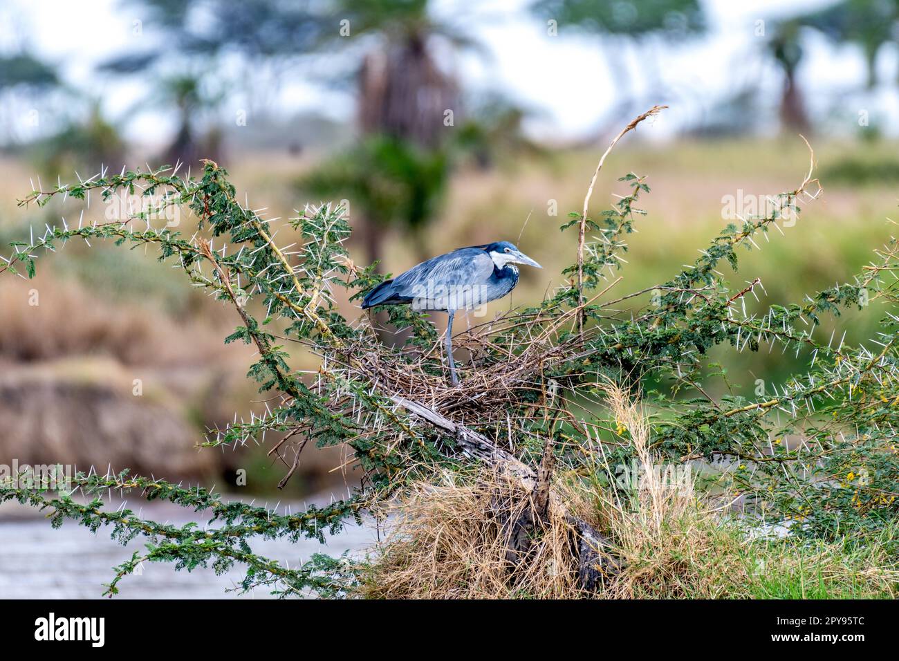 Oiseaux sauvages dans le parc national du Serengeti Banque D'Images