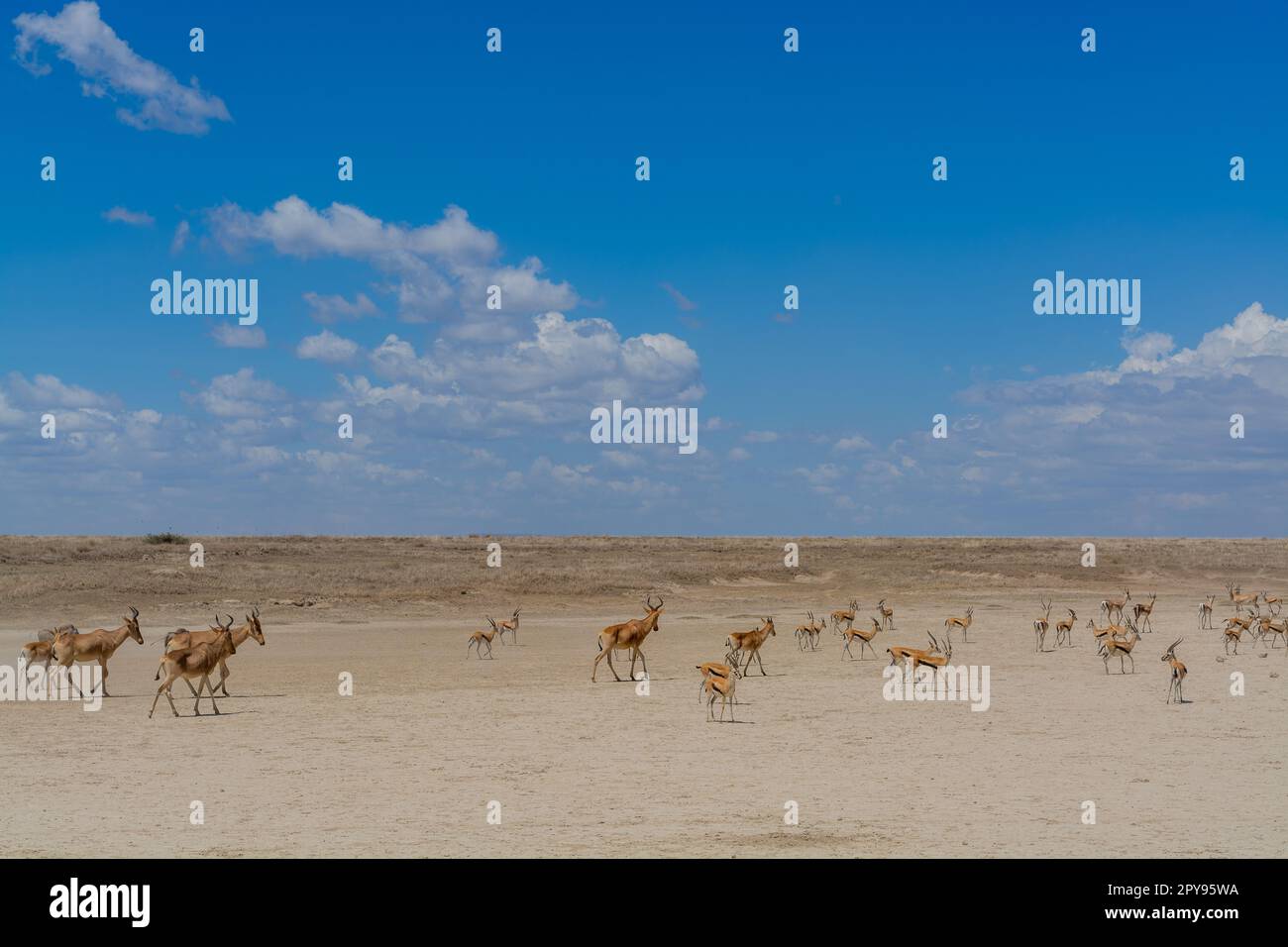 Gazelles sauvages de Thomson dans le parc national du serengeti Banque D'Images